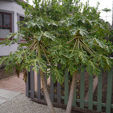 plants to grow