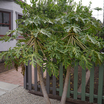 Front Yard Patio - Echo Park