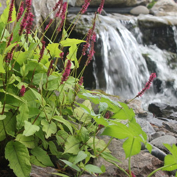 Pond Paradise Designs assorted photos