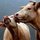 tammy_schmid