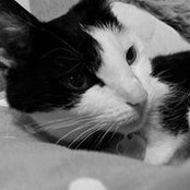 Karen Barnard-Croft's photo