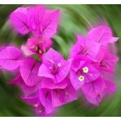 Doris Bluitt's photo