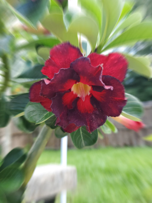 Desert rose seed pod
