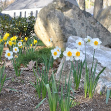 Landscape Ideas