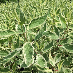 Current Featured Plants - Products