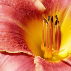 Flowers - Artwork