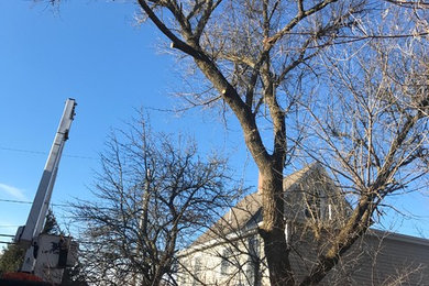 Tree Removal Meriline Ave
