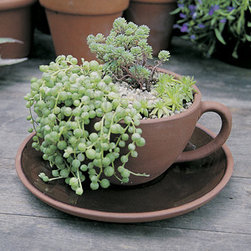 Tea Cup and Saucer Planter - Garden Statues And Yard Art