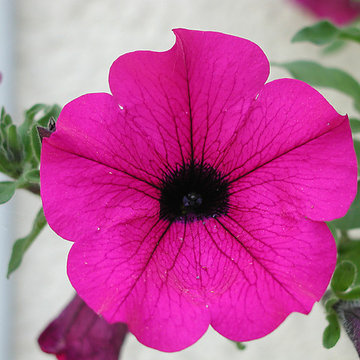 Pétunia