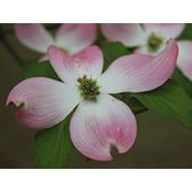 John Lowe's photo