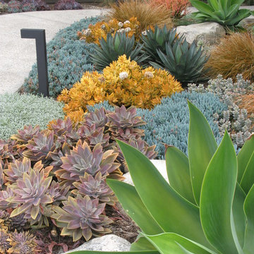 Seaside Colorful Succulent Garden