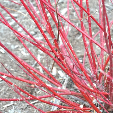 Cornus sericea 'Bailyana'