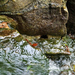 Pond Debris - Products