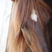 Cheryl Croasmun's photo