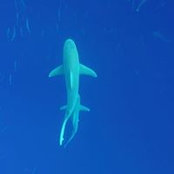 Seth Polen's photo
