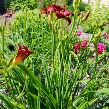 Softscape (Flowers, Flower beds and more)