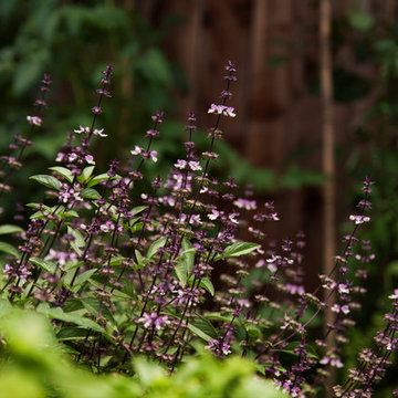 Flowering Thai Basil