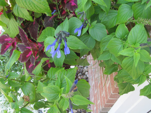 What Flower/Plant Is This?