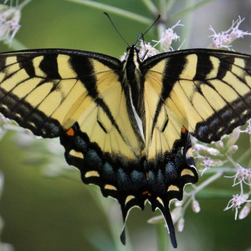 Nature In The Garden