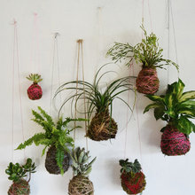 plants