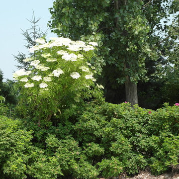 John's Elderberry
