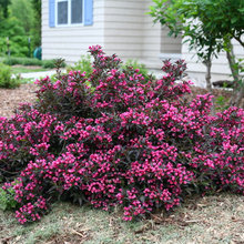 Flower Bed • South