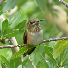 birds
