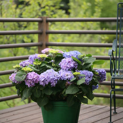 Let's Dance&reg; Rhapsody Blue Bigleaf Hydrangea - Plants