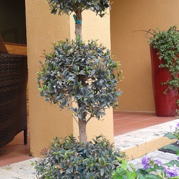 Couple’s dream Mediterranean landscape fulfilled