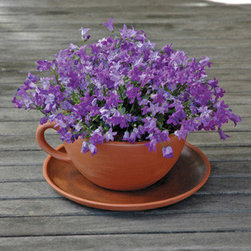 Giant Teacup Saucer and Planter - Garden Statues And Yard Art