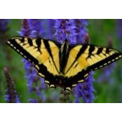 Diane Tufts's photo