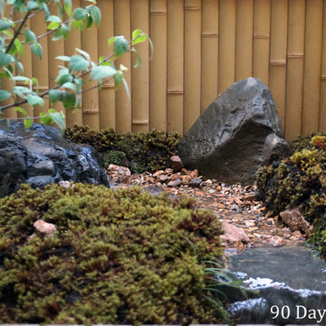 Kyoto Tsuboniwa Garden