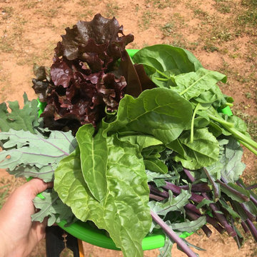 Community Gardens