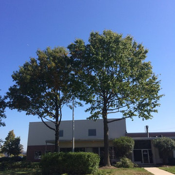 Tree Pruning Aston, PA 19014