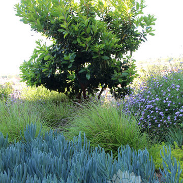 Dry Garden, Palos Verdes, CA