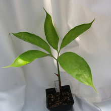 Botany