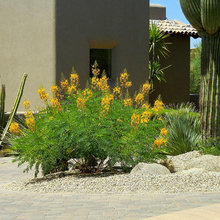 Outdoor plants