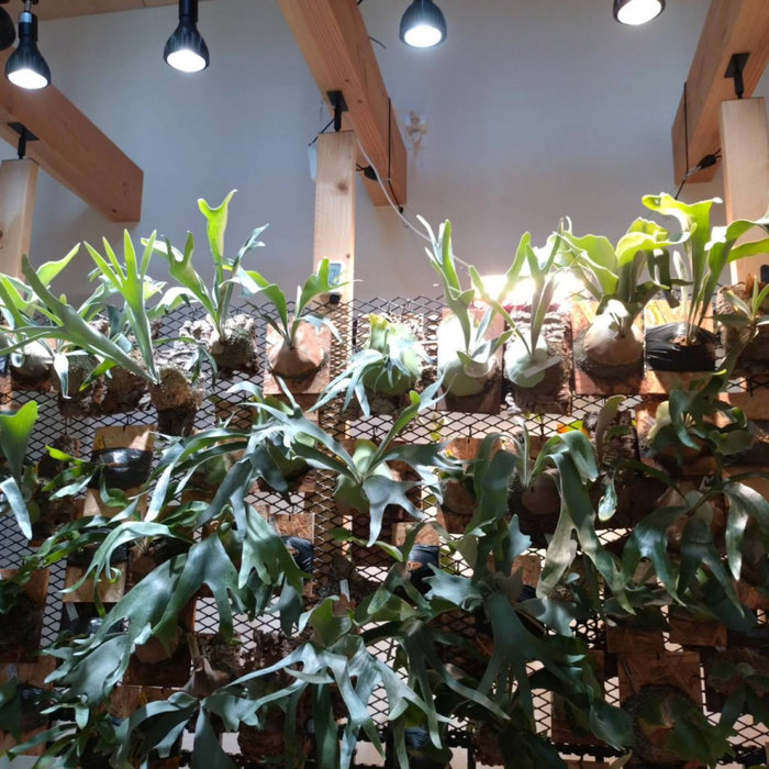 ２階ホール梁まで観葉植物を飾り付け