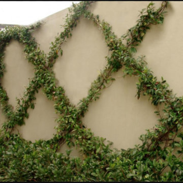 Espalier and Courtyard