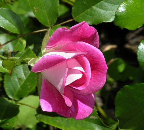 Spring flush roses!