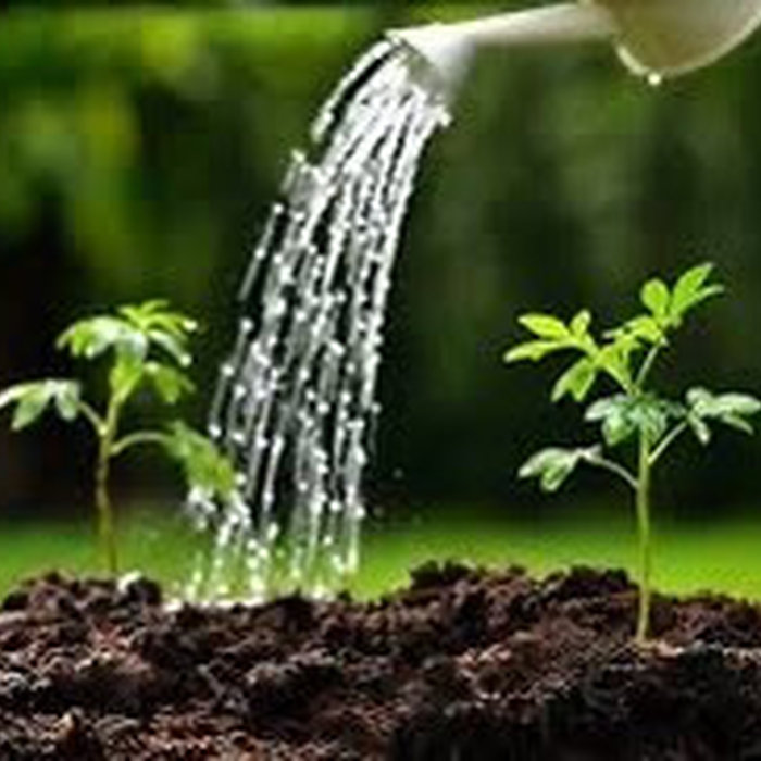 Watering Plants