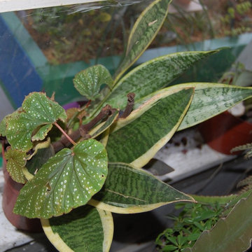 Sansevieria (snake plant)