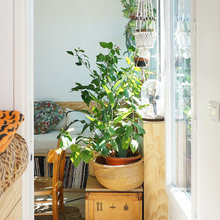 plante