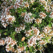 North Texas Shrubs