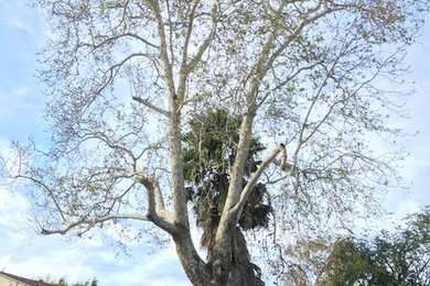 Sycamore tree removal