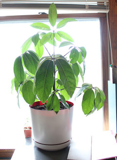 zz plant indoor care ZZ Plant main image 1
