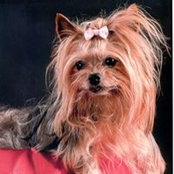Sandy Stakers foto
