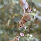 Foto von Pat Ng
