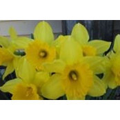 Judy Stochl's photo