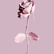 Foto von vanitasingh